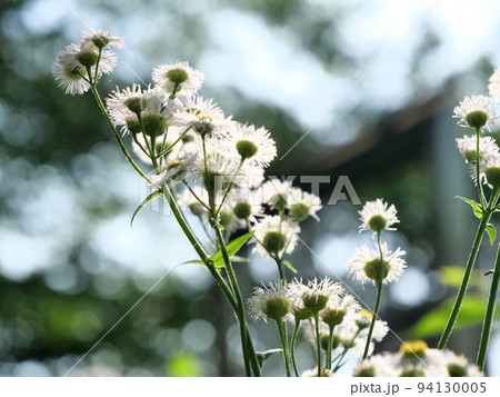 小花もよう 94130005