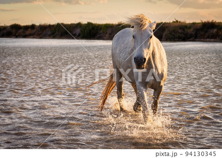 White horse in Camargue, France. White horse in Camargue, France. 94130345
