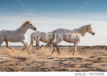 White horses in Camargue, France. 94130386