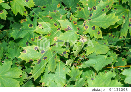 Rhytisma acerinum fungus on Acer platanoides leaf. Rhytisma acerinum fungus on Acer platanoides leaf. 94131098