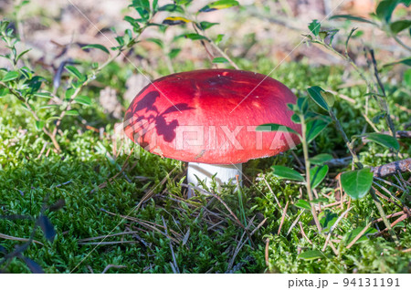 Fungi fly agaric amanita muscaria without white spots. 94131191