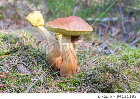 Group of boletes fungus Aureoboletus projectellus. Group of boletes fungus Aureoboletus projectellus. 94131195