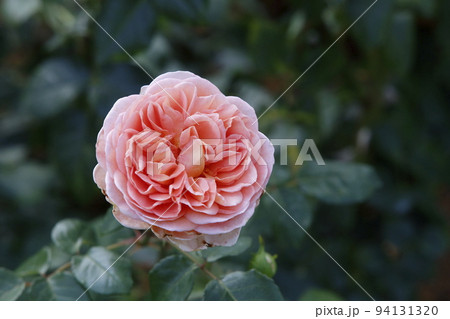 荒尾市　おもやい市民花壇　バラの花、 94131320