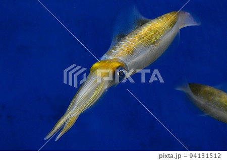 アオリイカ アオリイカ 94131512