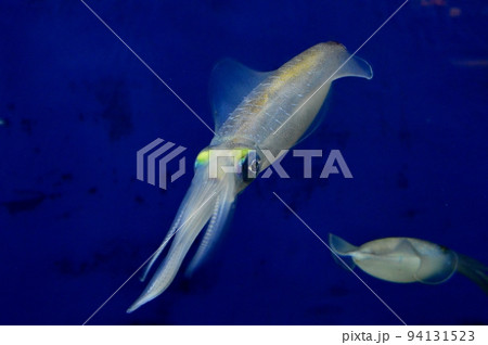 アオリイカ 94131523