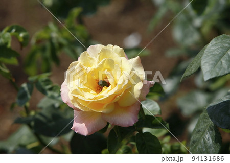 荒尾市　おもやい市民花壇　バラの花、 94131686