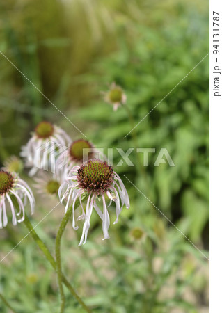 Coneflower Hula Dancer 94131787