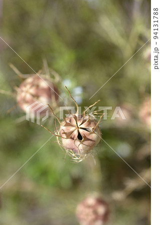 Love-in-a-mist Shorty Blue 94131788