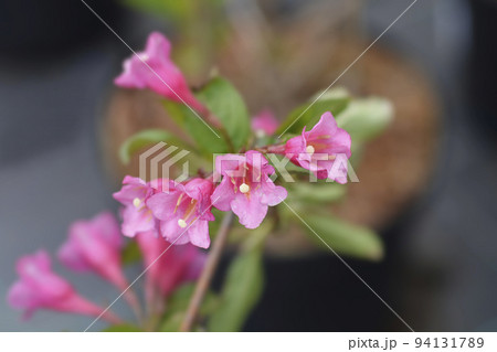 Weigela Minuet 94131789