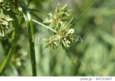 Tall flatsedge 94131807