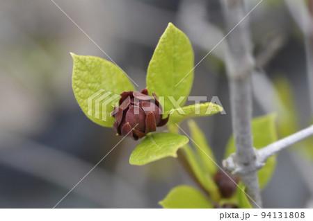 Carolina allspice 94131808