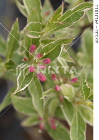 Variegated Weigela Variegated Weigela 94131811