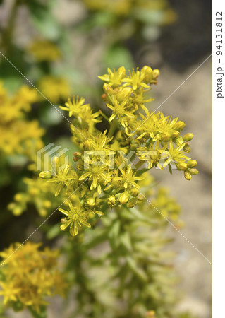 Rock stonecrop Angelina Rock stonecrop Angelina 94131812