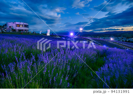 夕陽のラベンダー園、富良野　北海道 94131991