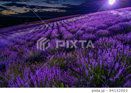 夕陽のラベンダー園、富良野 北海道 夕陽のラベンダー園、富良野 北海道 94132003