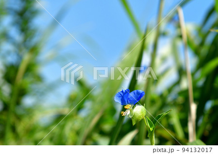 草むらにひっそり咲く露草 94132017