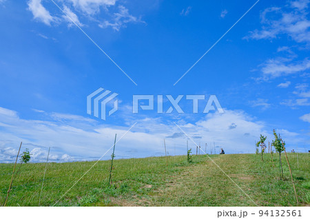 広大な牧場、北海道、美瑛、快晴、放牧、牛 94132561