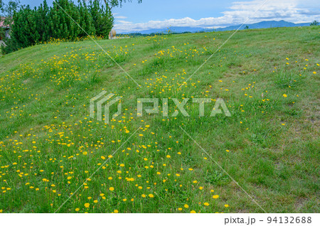 広大な牧場、北海道、美瑛、快晴、放牧、牛 94132688