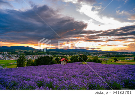 夕陽のラベンダー園、富良野　北海道 94132701