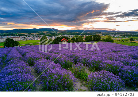 夕陽のラベンダー園、富良野　北海道 94132703