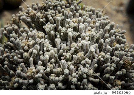 terbinicarpus minima  cactus in cacti green house 94133060