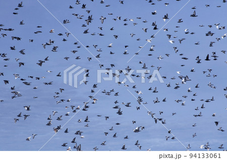large number of flying speed racing pigeon against clear blue sky 94133061