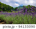 夏の風景に映えるラベンダー 94133090