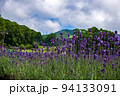 夏の風景に映えるラベンダー 94133091