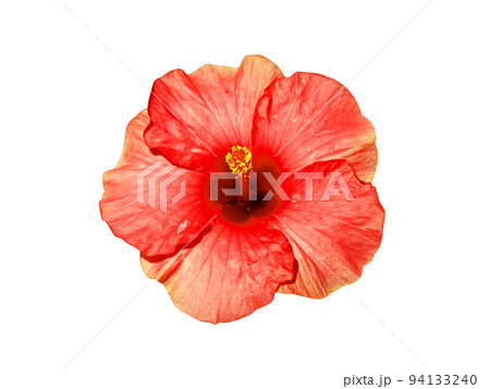 Close up orange Chinese Rose, Rosa mallow flower on white background with clipping path. 94133240