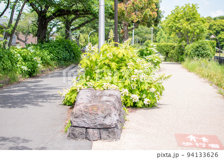 水元公園 水元内溜水辺のみち／東京都葛飾区 94133626