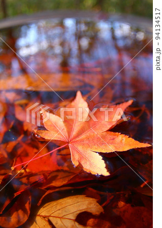楓 水面の紅葉 楓 水面の紅葉 94134517