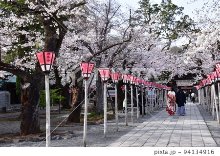静岡県三島市　三嶋大社参道の満開桜並木と参拝者 94134916
