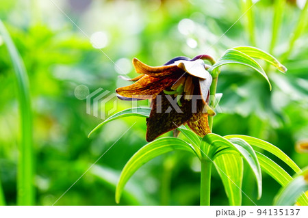 クロユリの花 94135137