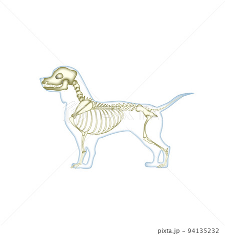 犬の骨格図 94135232