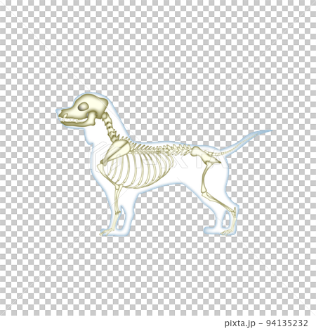 犬の骨格図 94135232