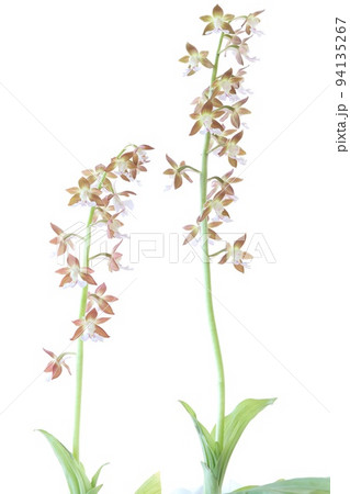地エビネ　海老根蘭　山野草　ランの花　明るい背景 94135267
