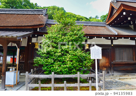 京都 下鴨神社 擬雪 京都 下鴨神社 擬雪 94135983