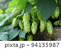 Green fresh hop cones for making beer and bread closeup. Big hop plants in world largest area of hops agriculture. Hops are main ingredients in Beer production 94135987