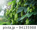 Green fresh hop cones for making beer and bread closeup. Big hop plants in world largest area of hops agriculture. Hops are main ingredients in Beer production 94135988