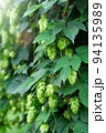 Hop cones and leaves. Big hop plants in world largest area of hops agriculture, Hallertau, Holledau, Germany, banner 94135989