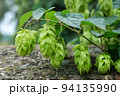 Green fresh hop cones for making beer and bread closeup. Big hop plants in world largest area of hops agriculture. Hops are main ingredients in Beer production 94135990