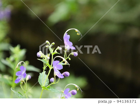カリガネソウの花 カリガネソウの花 94136371