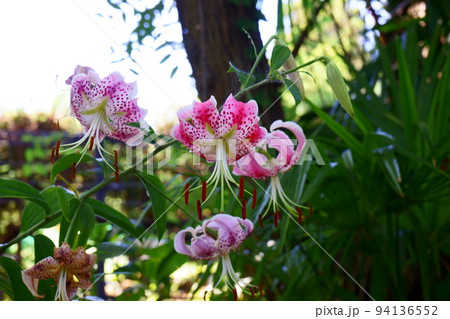 森の中でひっそりと咲くカノコユリ 森の中でひっそりと咲くカノコユリ 94136552