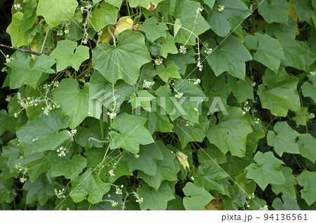 アレチウリ アレチウリ 94136561