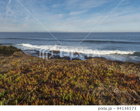 View of the rocky sea shore with the red and green leaves of Carpobrotus edulis, ground-creeping succulent plant near praia pequena beach at wild Vicentina coast in Porto Covo, Portugal. Golden hour. 94136573