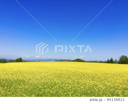 青空と菜の花畑の美しいコントラスト 94136621