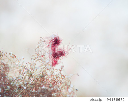 フィコカリスシムランス 94136672