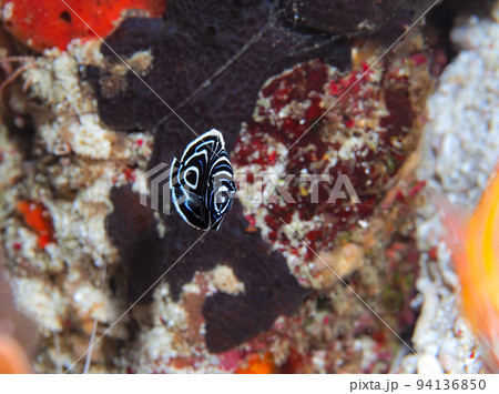 タテジマキンチャクダイの幼魚 タテジマキンチャクダイの幼魚 94136850
