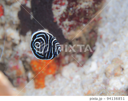 タテジマキンチャクダイの幼魚 94136851