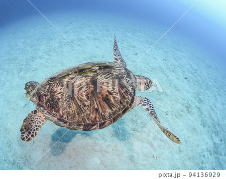 砂地を泳ぐアオウミガメ 94136929